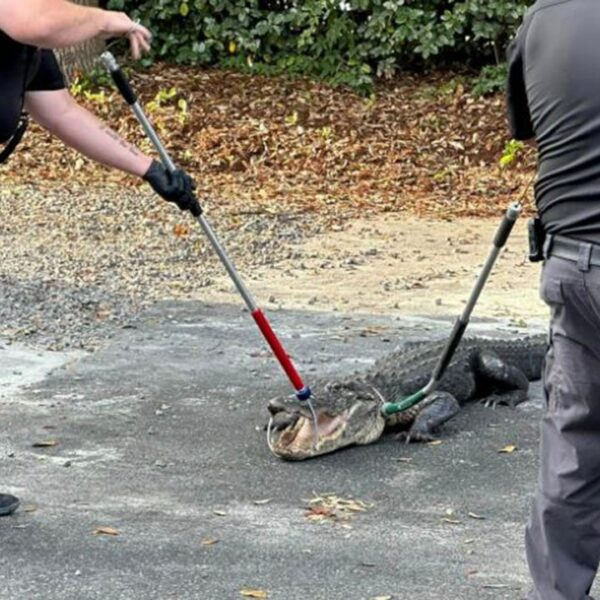 North Carolina police take away 8-foot alligator ‘trespasser’ from station parking zone:…