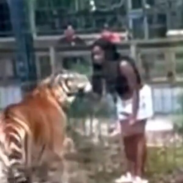 Woman Charged With Climbing Over Zoo Fence To Pet Tiger In Viral…