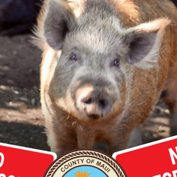 Maui Animal Sanctuary Beefs Up Security After Pet Pig Theft, Brutal Killing
