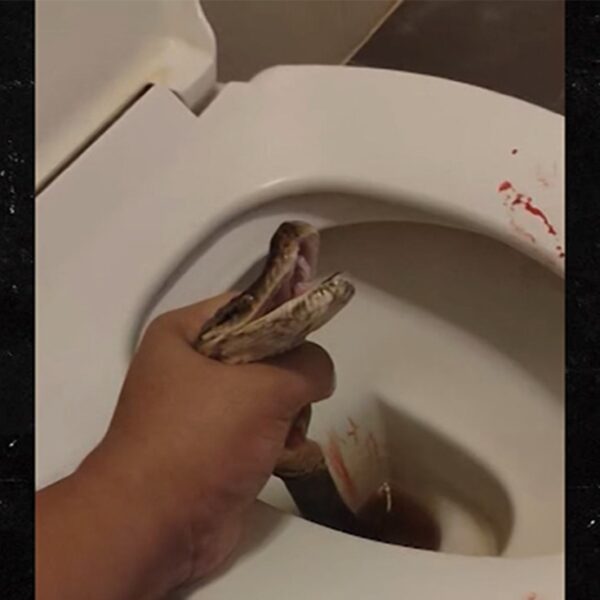 Man Says Python Bit His Balls While He Was Sitting on Toilet,…