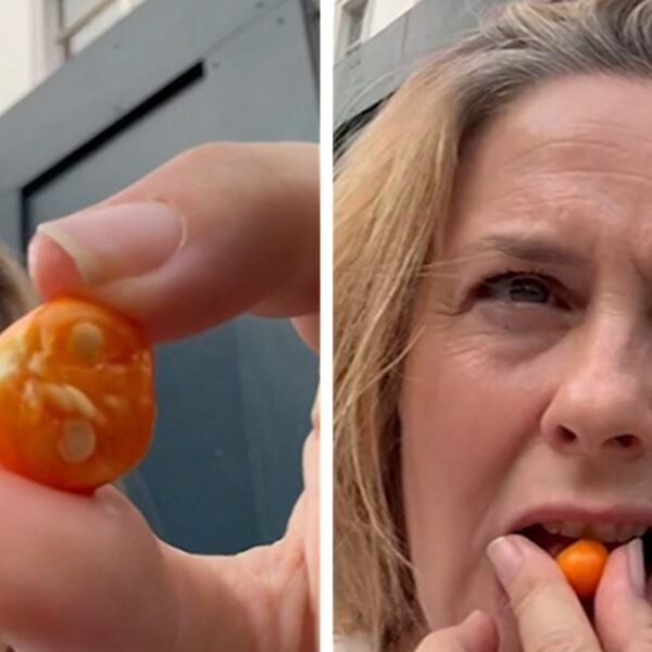 Alicia Silverstone Fans Concerned After She Munches On Poisonous Berry