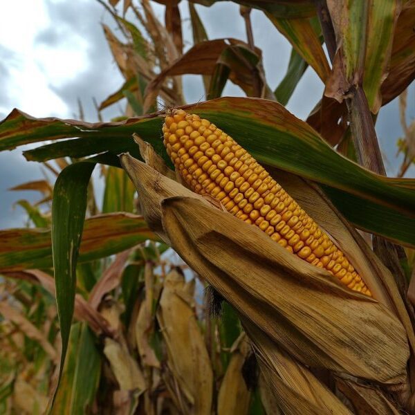 Sweaty corn is altering the climate