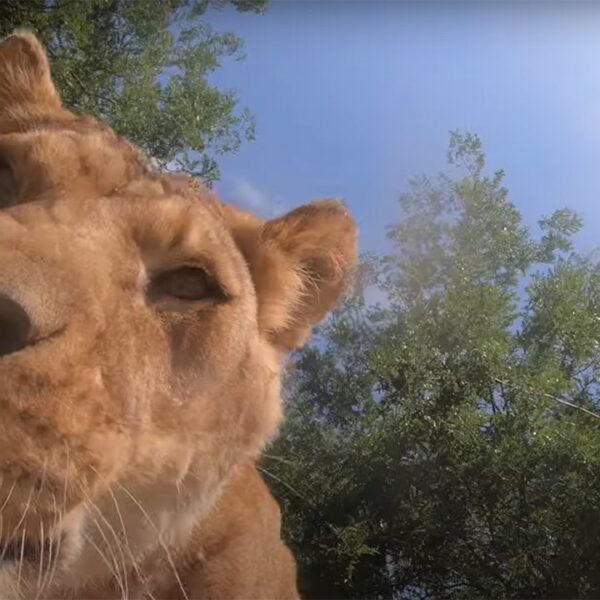 Watch what occurs when Oregon Zoo lions discover hidden digital camera in…