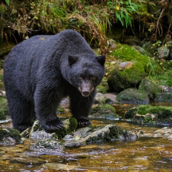 Black bear assaults youngster, 3, at campground close to Yellowstone National Park