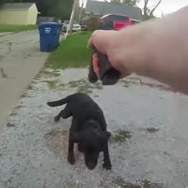 Community Outraged as Cop Who Shot Family Pup in Front of Young…