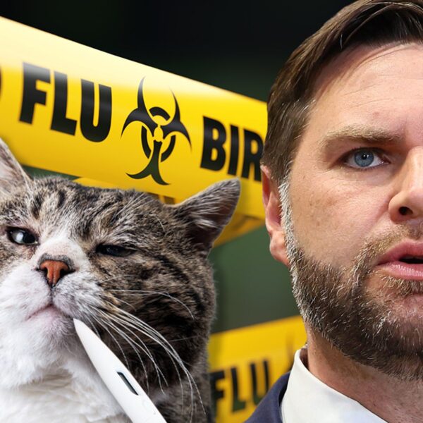 Avian Bird Flu Outbreak Among House Cats