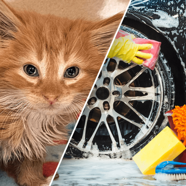 Kitten miraculously rescued from lively automobile wash after worker heard ‘meow’