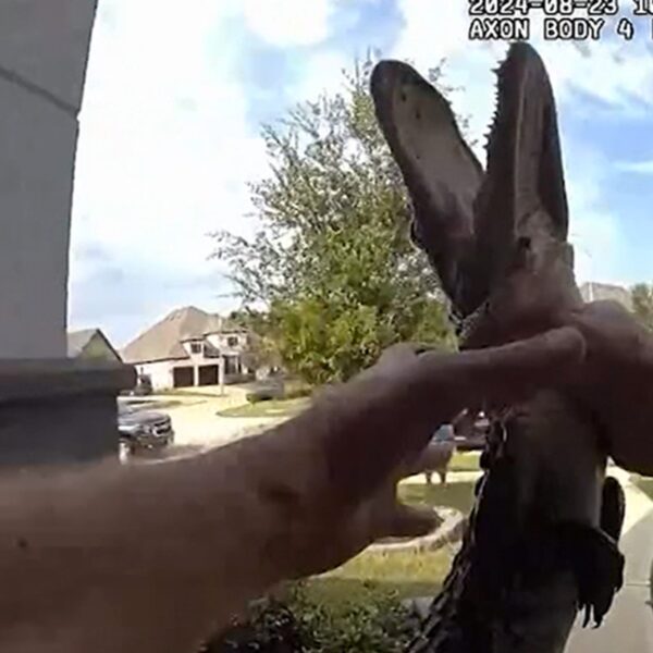 Texas Cop Wrangles Alligator, No Gloves Needed in Body Cam Footage