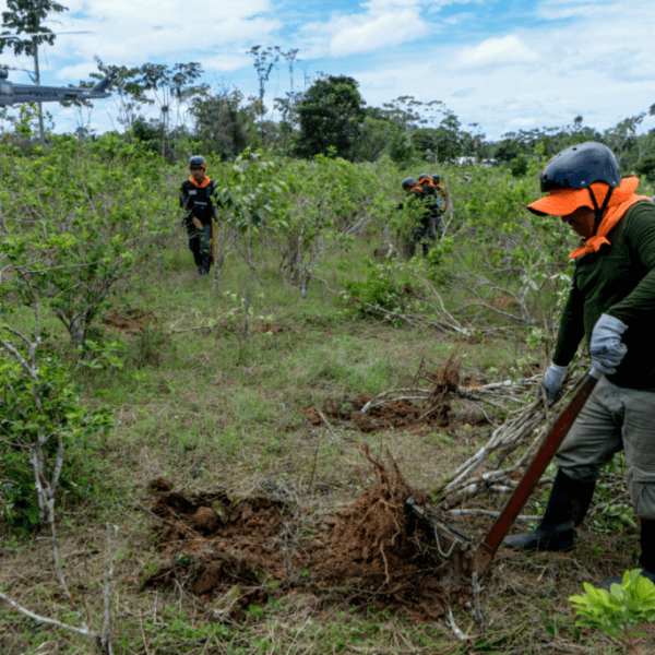 Peru’s Aggressive Coca Leaf Eradication Efforts: A Key Strategy within the Global…