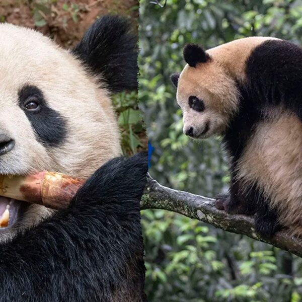 San Diego Zoo welcomes two large pandas from China in conservation partnership