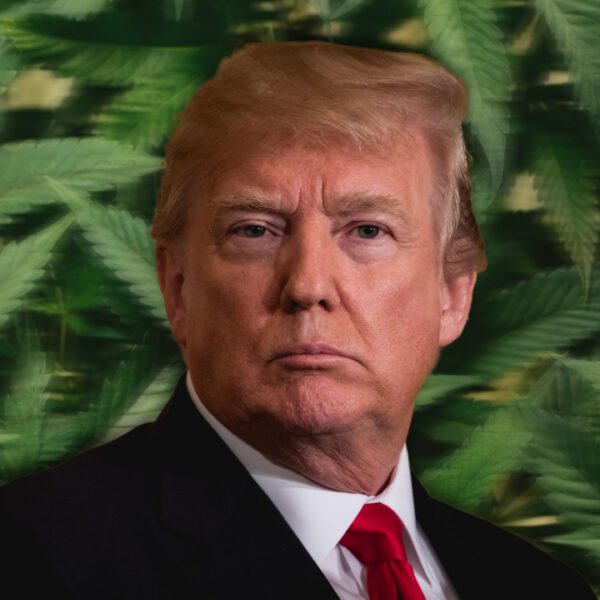 Trump Releases Bold Statement Pushing for Responsible Marijuana Use as Florida Voters…