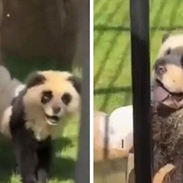 Chinese Zoo Admits Pandas Are Painted Dogs After Outrage