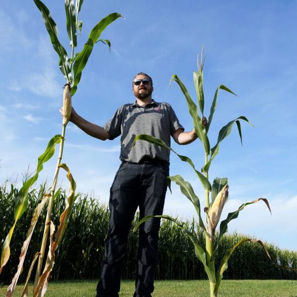 Scientists develop climate-resistant ‘short corn’ with bigger yields