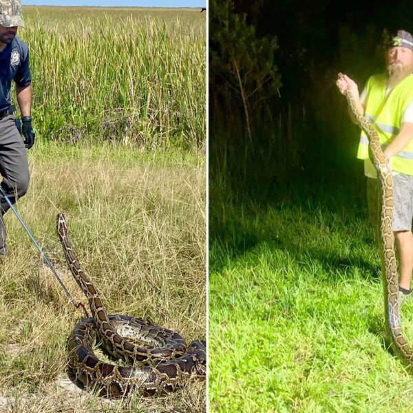 Florida annual python problem removes almost 200 invasive snakes from state