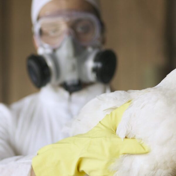 Bird flu an infection with out publicity to animals detected for first…