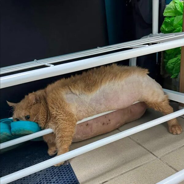 38-Pound Cat Gets Stuck in Shoe Rack Trying to Escape Pet Diet…