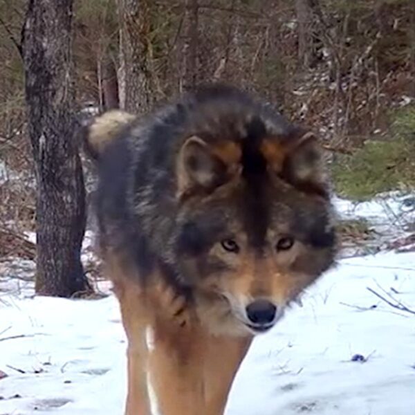 Mystery Beast in Minnesota Woods Leaves Experts Mystified