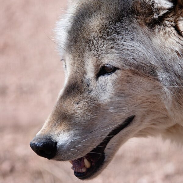 Wolves reintroduced in Colorado blamed for repeated assaults on livestock