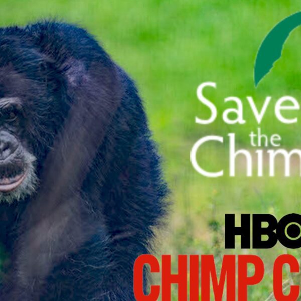 ‘Chimp Crazy’ Swings Big Donations for Tonka’s Sanctuary