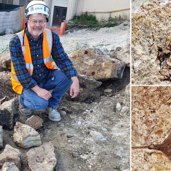 Millions of fossils unearthed throughout development at Los Angeles highschool