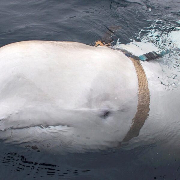 Was a beloved whale suspected of being a Russian ‘spy’ killed in…