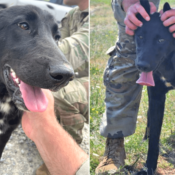 Deployed soldier pleads for the rescue of pet discovered abroad