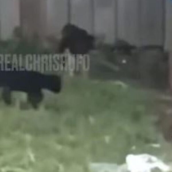 A Chris Rufo Investigation: SHOCK VIDEO!… Migrants Caught Killing and Grilling Cats…