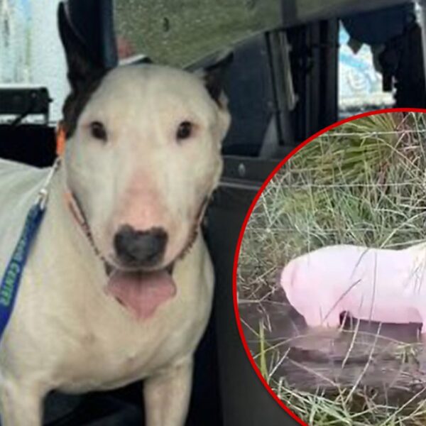 Viral Hurricane Dog Left For Dead In Foster Care With Appropriate New…