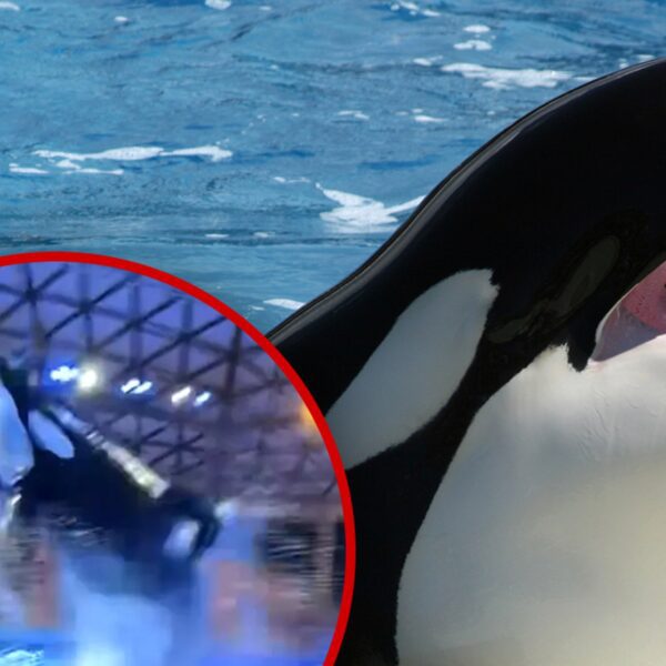 SeaWorld Killer Whale Poops, Splashes Crowd with Filthy Water