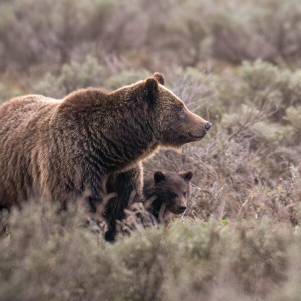 Beloved Grand Teton grizzly bear No. 399 fatally struck by a automobile…