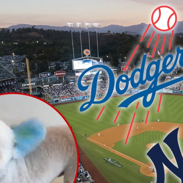 Dodgers Fans Dye Their Dogs Blue In Preparation For World Series