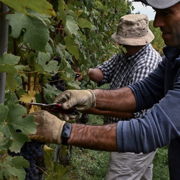 Italy’s winemakers face yet one more menace to their future