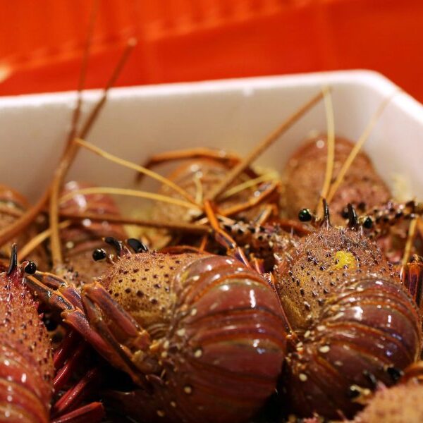 China lifts ban on Australian lobsters