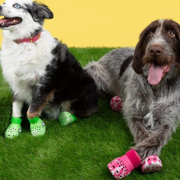 Crocs for canines hit the market