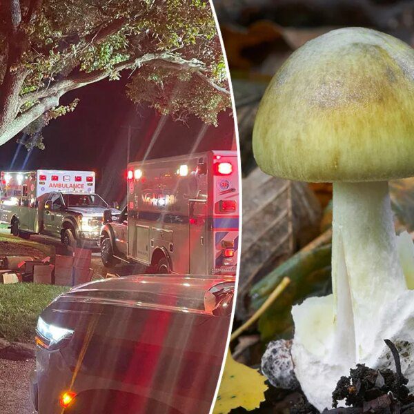 Pennsylvania poisonous mushroom incident serves as reminder to be ‘cautious’