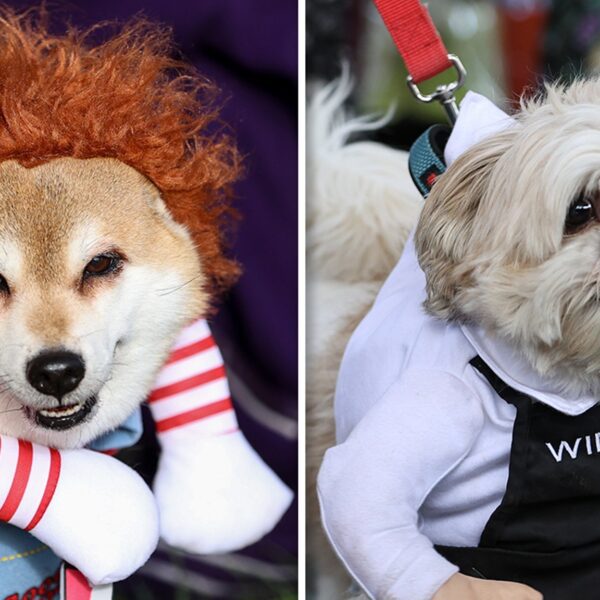 Dogs Show Off Halloween Costumes at Howl’oween Festival in Toronto