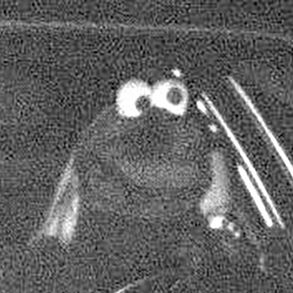 Driver Dressed Like Cookie Monster Seen Speeding on Camera in Germany