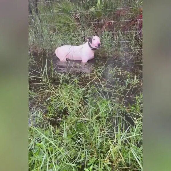 Florida trooper finds canine tied to pole as Milton heads towards state