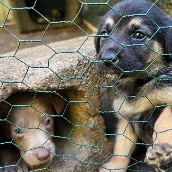 Puppies rescued from Hurricane Helene will probably be adopted by veterans, first…