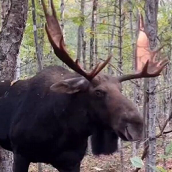 Man’s Encounter With Massive Bull Moose Goes Viral: ‘That’s Close Enough Bud’…