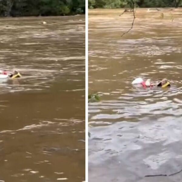 AMAZING RESCUE in North Carolina – Local Hero Jumps in Raging Flood…