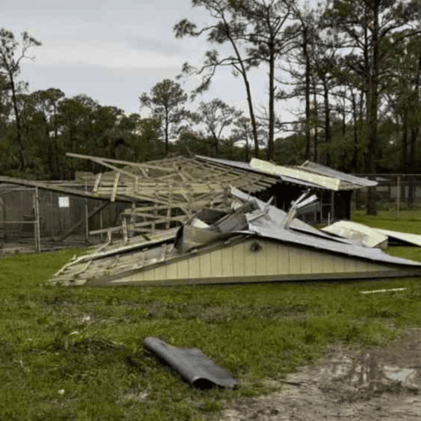 Shelter That Saves Thousands of Animals Each Year Destroyed by Tornado During…