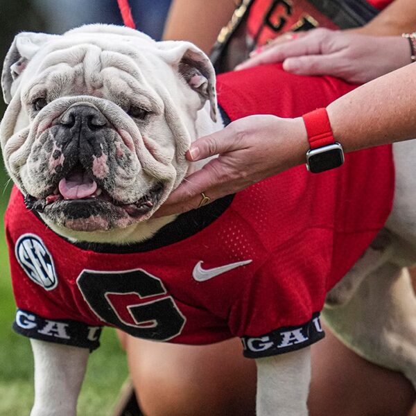 Georgia’s famed mascot staying dwelling for workforce’s recreation vs Texas: ‘Crazy as…