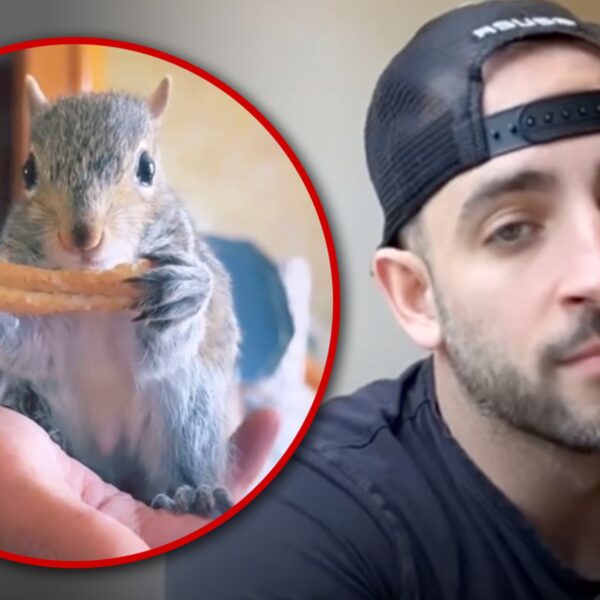 Peanut the Squirrel Raid May Have Actually Had To Do With Porn…