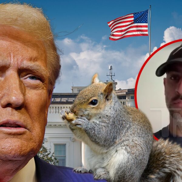 Peanut the Squirrel Controversy Likely Contributed to Trump Win, Owner Believes