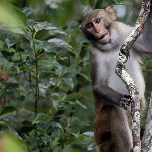 Monkeys that escaped a breeding facility are nonetheless on the unfastened