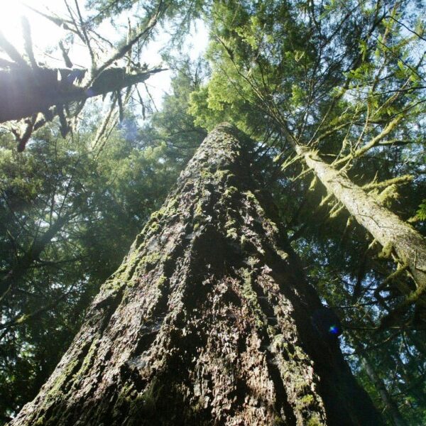 Proposal for extra logging might increase timber harvests 200%