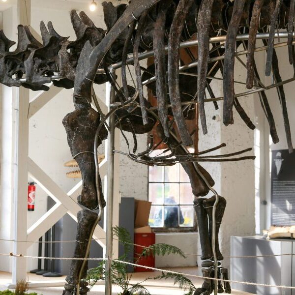 Giant dinosaur skeleton snapped up by nameless collector for €6 million in…