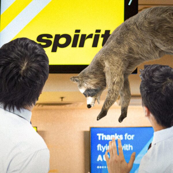 Raccoon Falls Through LaGuardia Airport Ceiling, Causes Total Chaos, on Video