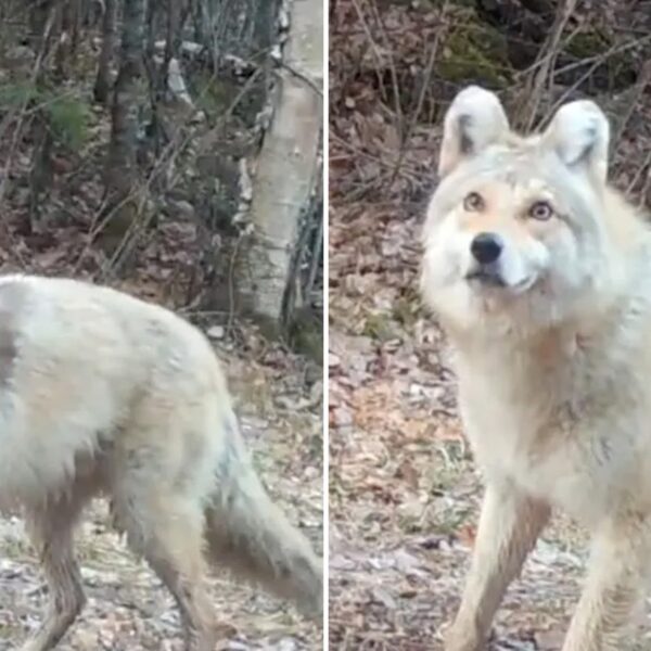 Mysterious ‘Wyote Dog’ Has Experts Stunned As They Try to Identify Beast